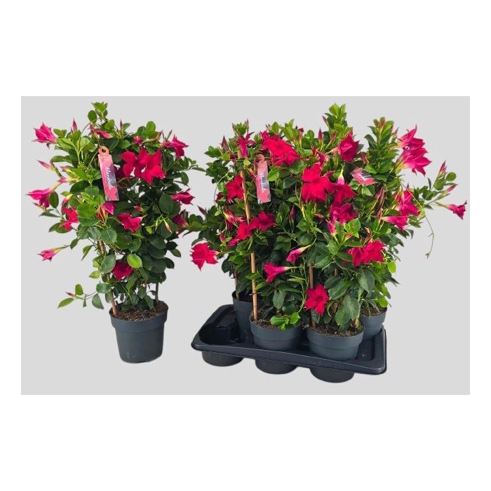<h4>MANDE SUN RED</h4>