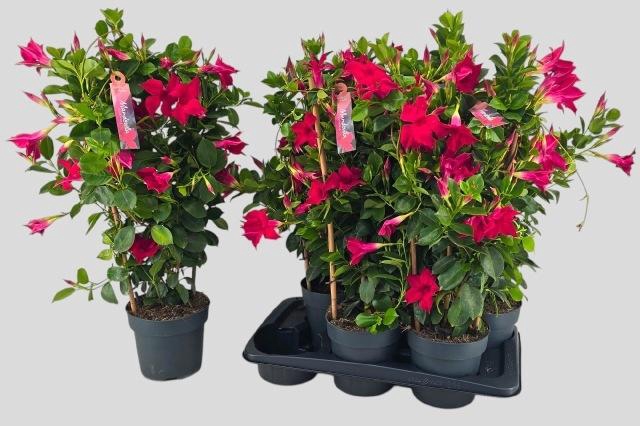MANDE SUN RED