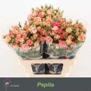 Rosa spray pepita