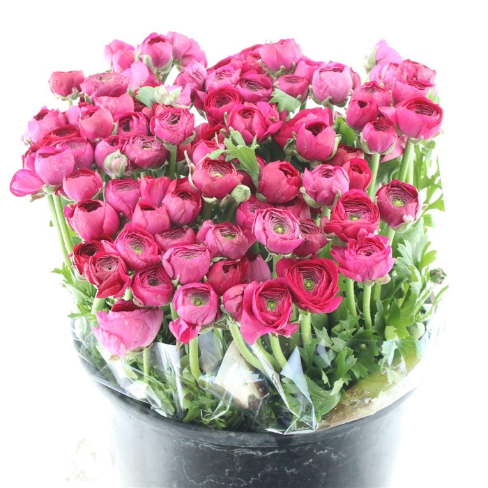 <h4>Ran El Hot Pink Super</h4>