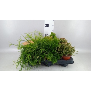 Rhipsalis   ...mix