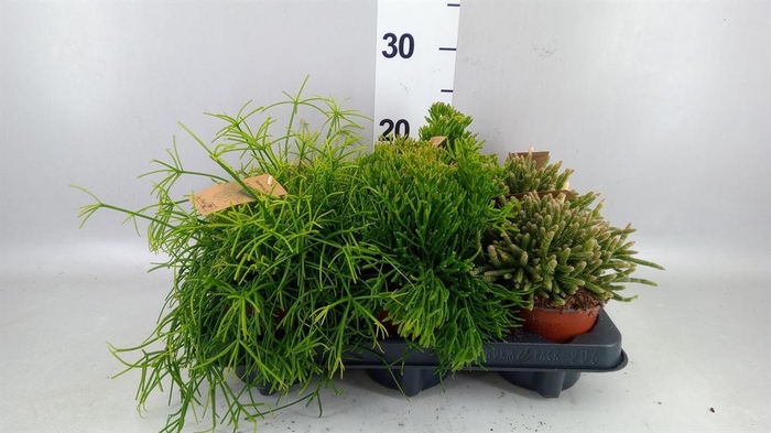 <h4>Rhipsalis   ...mix</h4>