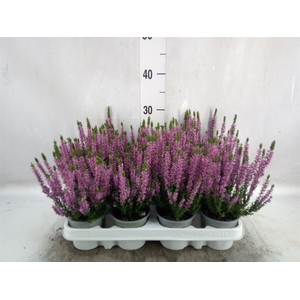 Calluna vulg. 'Beauty L Lianne'