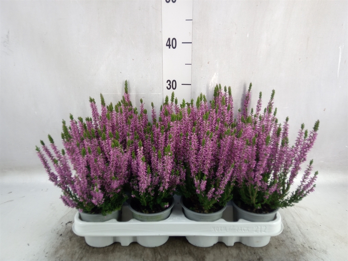 <h4>Calluna vulg. 'Beauty L Lianne'</h4>