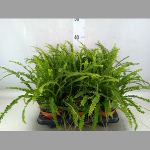 Nephrolepis cord. 'Duffii'