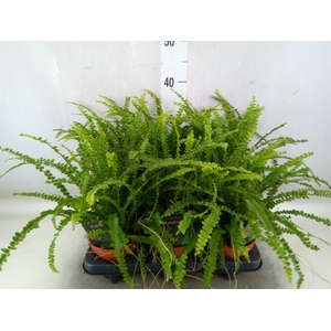 Nephrolepis cord. 'Duffii'