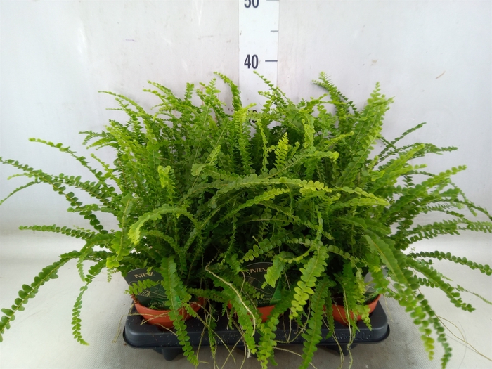 <h4>Nephrolepis cord. 'Duffii'</h4>