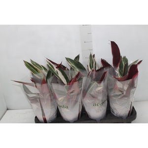 CALATHEA TRIALSTAR P12