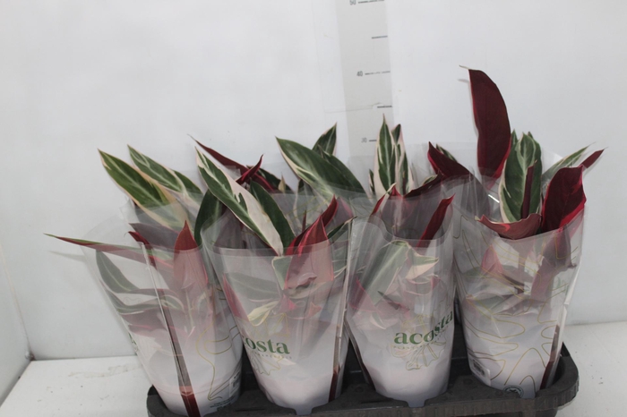 <h4>CALATHEA TRIALSTAR P12</h4>