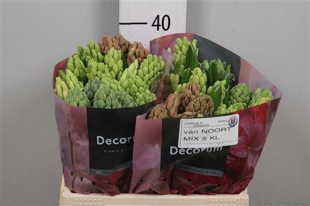 <h4>Hyac Gem 5 Kleuren</h4>