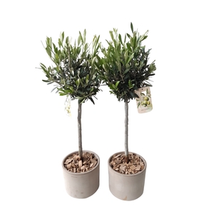 Arr.   Tuinplanten H%