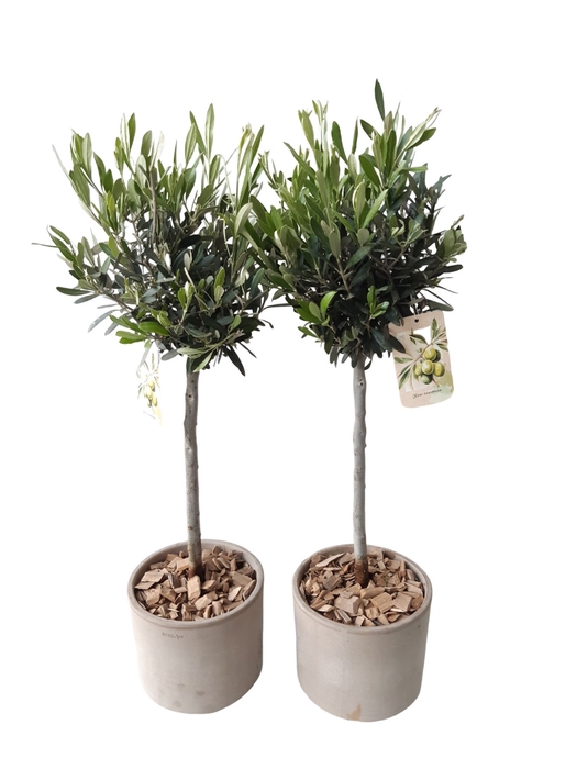 <h4>Arr.   Tuinplanten H%</h4>