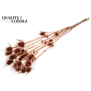 Cardi Distel Natural 5pc/bunch 70cm Copper