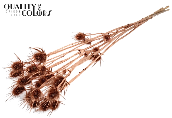 <h4>Cardi Distel Natural 5pc/bunch 70cm Copper</h4>