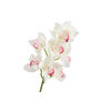 Cymbidium Orchid Cream