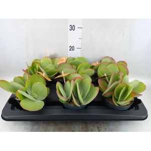 Kalanchoe NF thyrsiflora