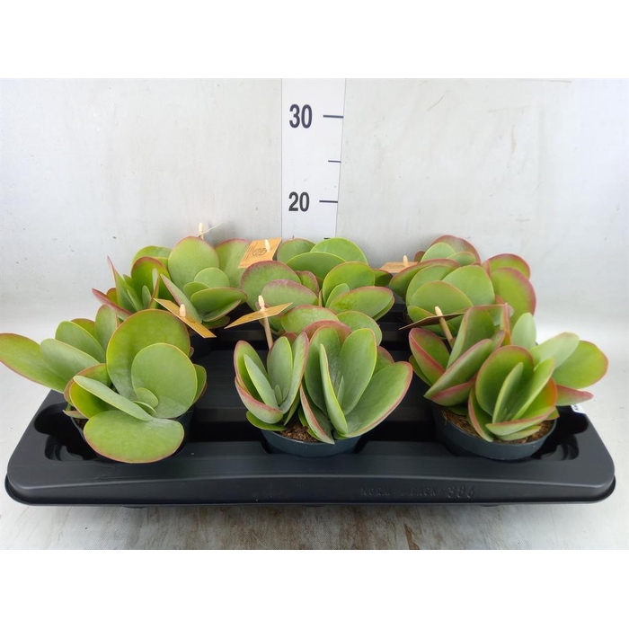 <h4>Kalanchoe NF thyrsiflora</h4>