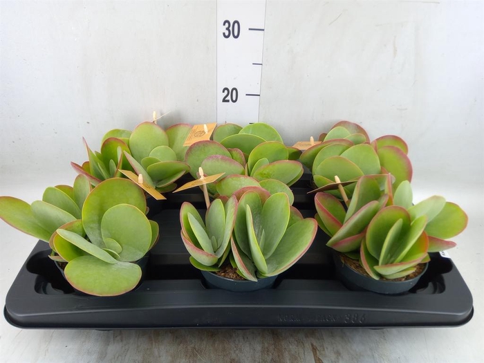 <h4>Kalanchoe NF thyrsiflora</h4>