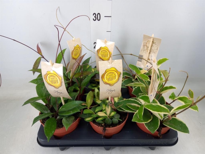 <h4>Hoya carnosa</h4>