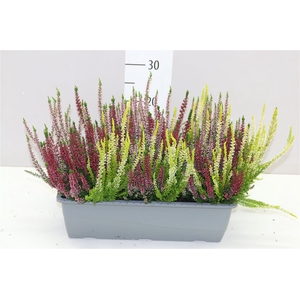 Calluna Beauty Lady Balkonkast