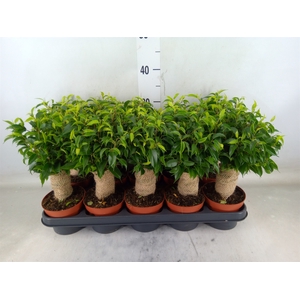 Ficus benja. 'Natasja'