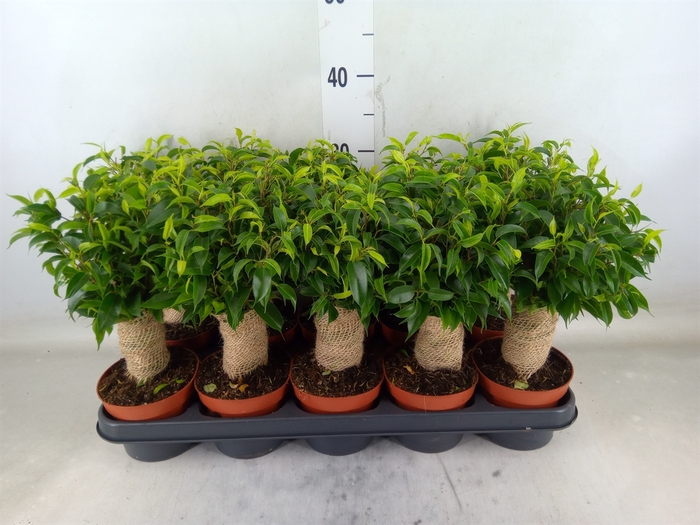 <h4>Ficus benja. 'Natasja'</h4>