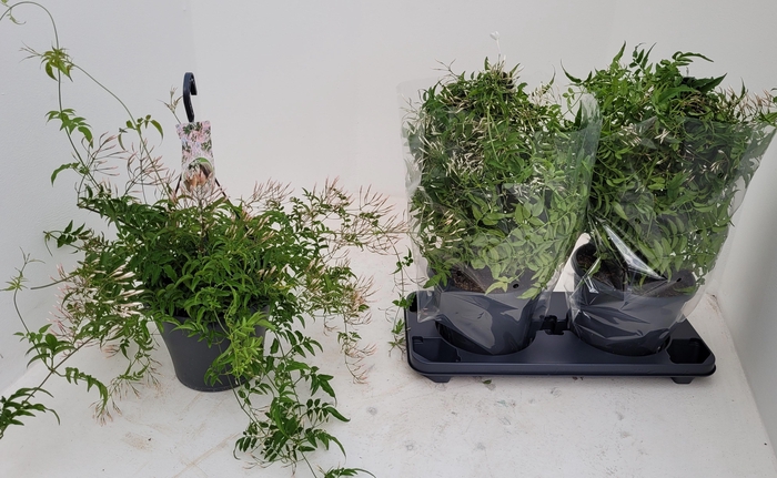 <h4>JASM POLYANTHUM WIT</h4>