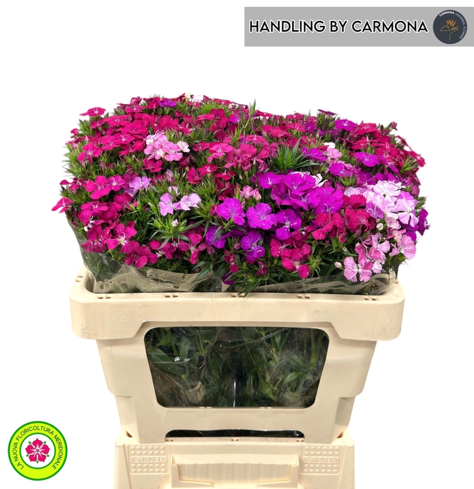 <h4>DI BARB GEM</h4>