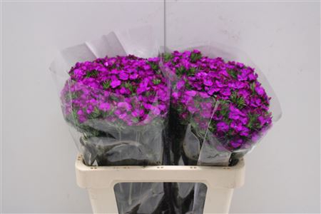 <h4>Di Barb Am Neon Purp</h4>