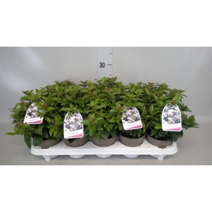 Viburnum tinus