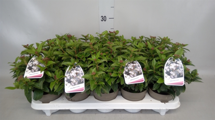 <h4>Viburnum tinus</h4>