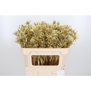 Eryn Orion Kl Bh Goud