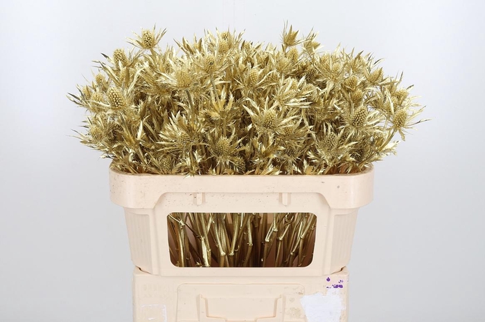 <h4>Eryn Orion Kl Bh Goud</h4>