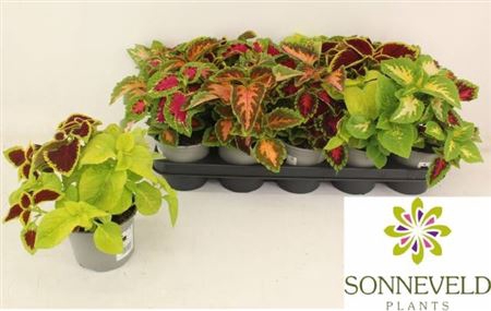 <h4>Coleus Blumei Grp Wizard gemengd</h4>