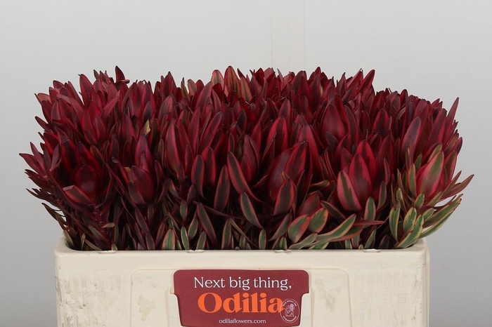 <h4>LEUCAD JESTER</h4>