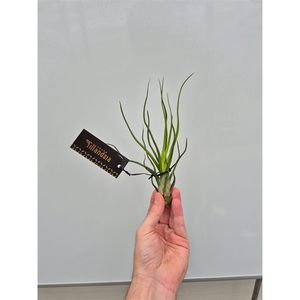 Tillandsia Bulbosa 