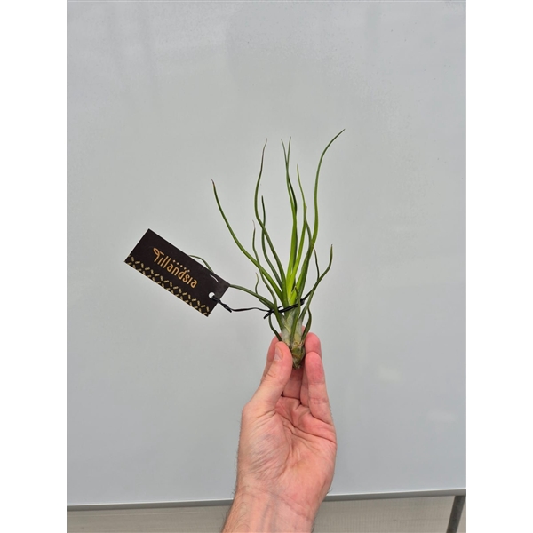 <h4>Tillandsia Bulbosa "Upright" L met Label</h4>