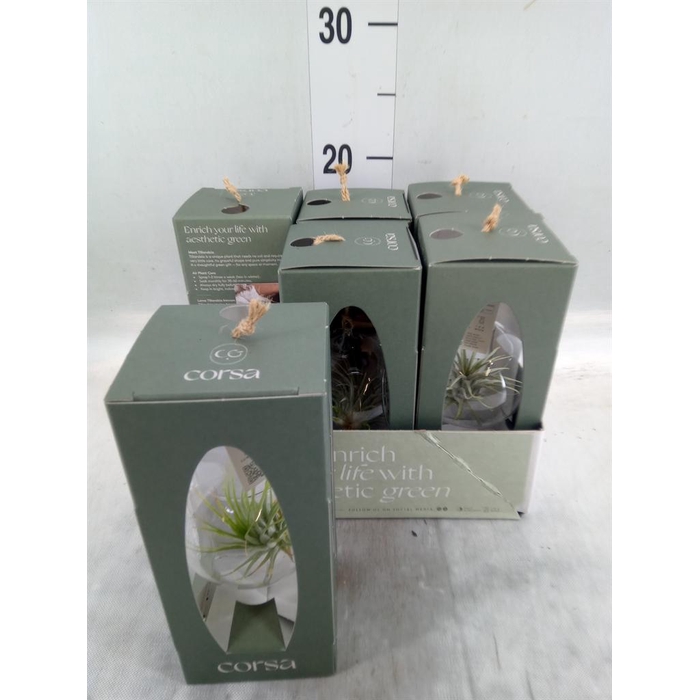 <h4>Arr.  Tillandsia L%</h4>