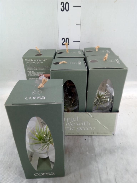 <h4>Arr. Tillandsia L%</h4>