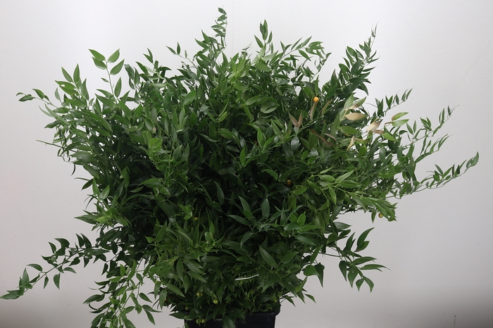 <h4>Ruscus It (bos)</h4>