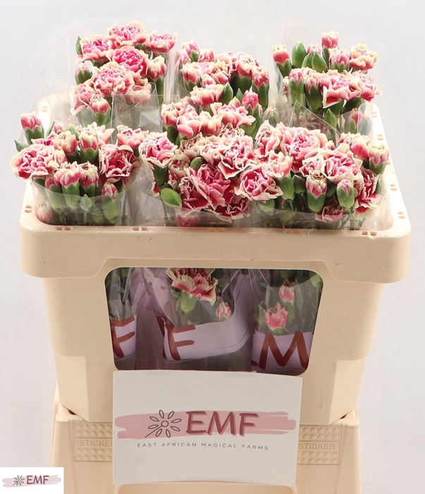 <h4>Di Tr Spring</h4>