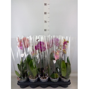 Phalaenopsis   ...mix