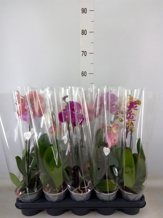 <h4>Phalaenopsis   ...mix</h4>