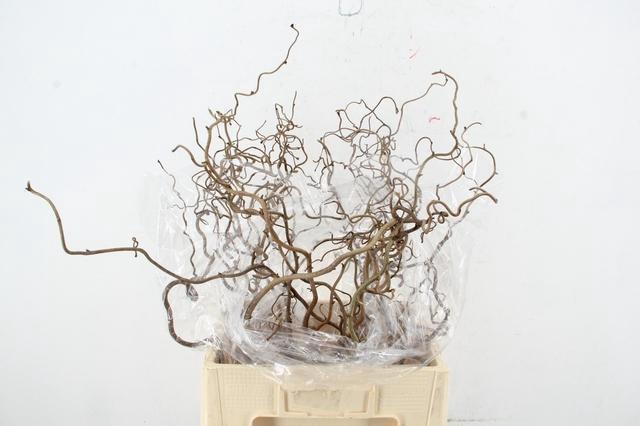 <h4>CORYL AV CONTORTA</h4>
