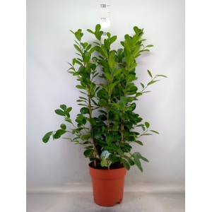 Ficus microcarpa 'Moclame'