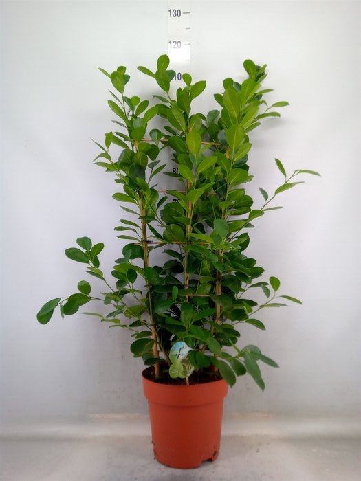 <h4>Ficus microcarpa 'Moclame'</h4>