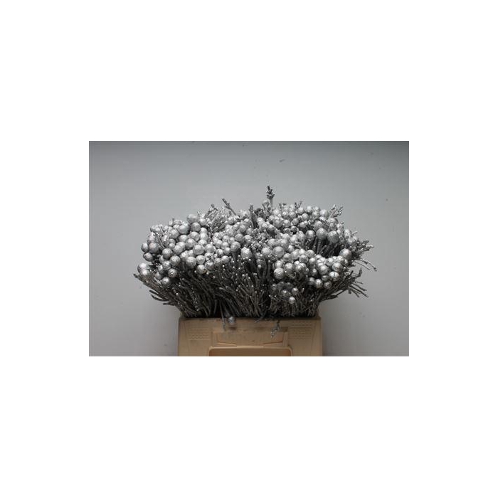 <h4>Kaaps Brunia Silver Zilver</h4>