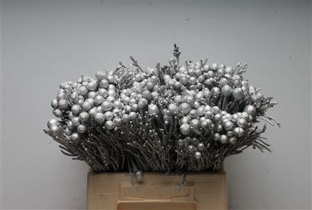 Kaaps Brunia Silver Zilver