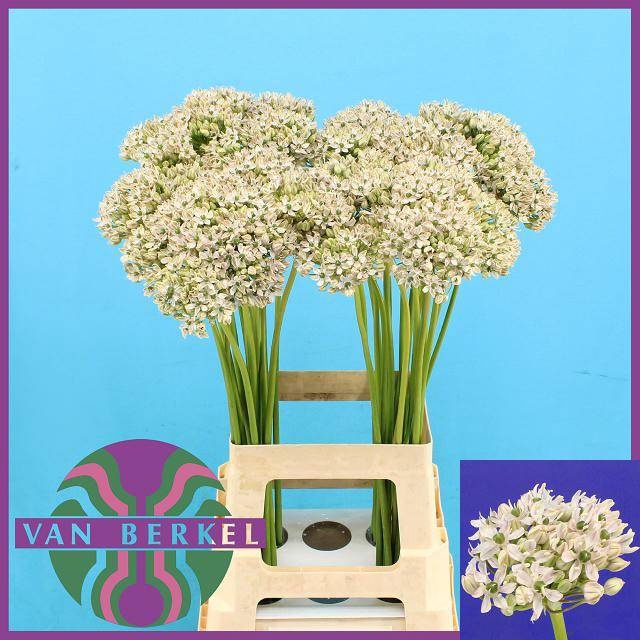 <h4>ALLIUM NIGRUM</h4>