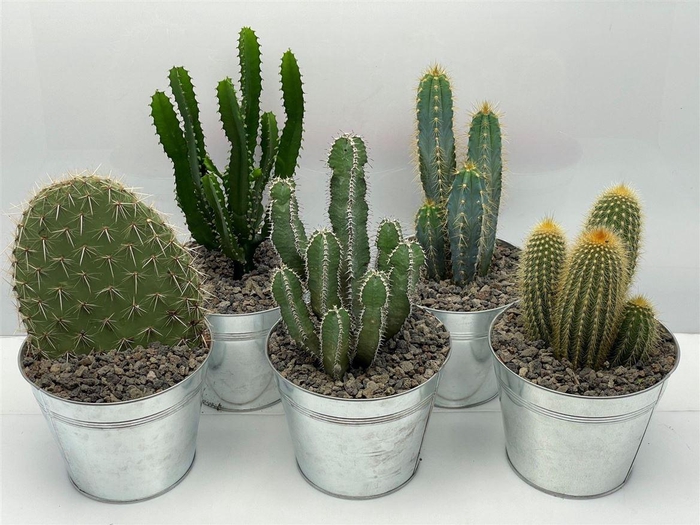 <h4>Cactus gemengd</h4>